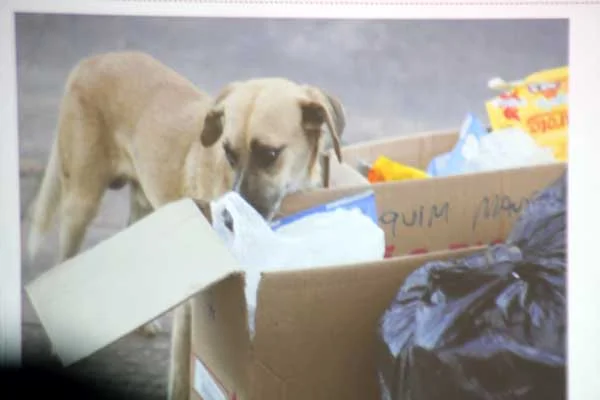 Abandono de cães e gatos nas ruas é cruel e ameaça a saúde da população itabirana e dos animais