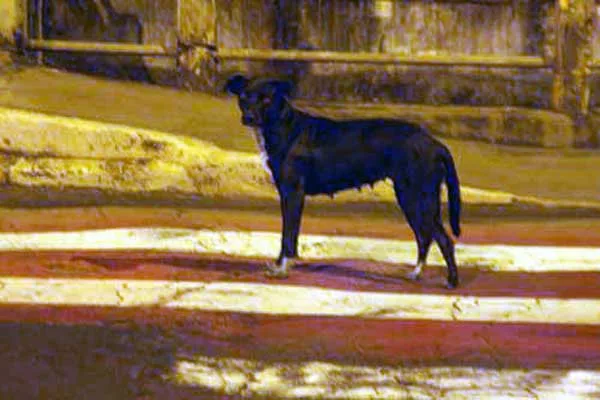 O cão não é vilão, mas leishmaniose assusta