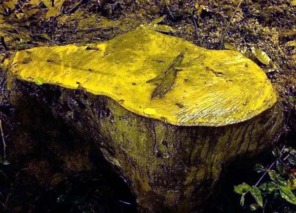 Secretária é convidada pela Câmara a explicar corte de árvores na cidade