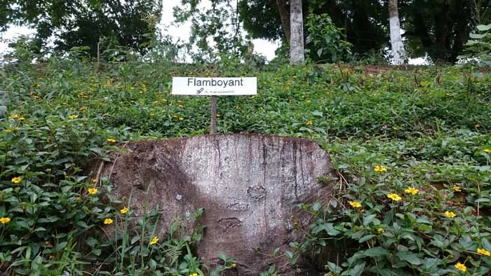 Vereadores reprovam convocação da secretária de Meio Ambiente, mas aprovam convite para explicar corte de árvores