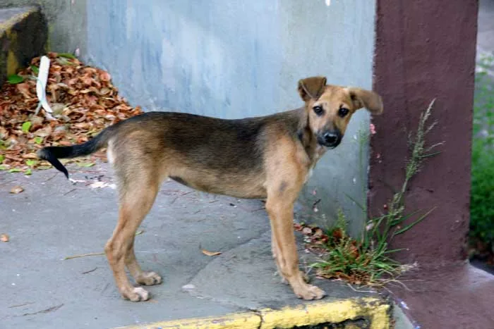 Ampari repudia ameaça de extermínio de cães e gatos na cidade