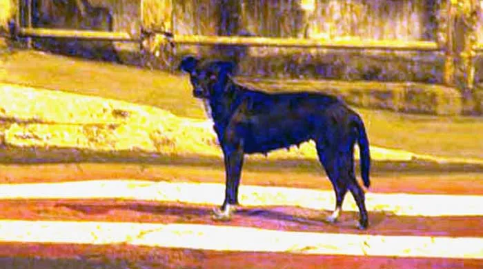 Mutirão irá castrar cães e gatos num esforço de controle populacional que deve ser permanente