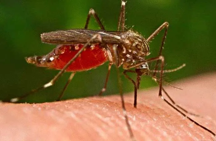 Febre amarela não é motivo de alarme em Itabira. Já o risco de surto de dengue é altíssimo