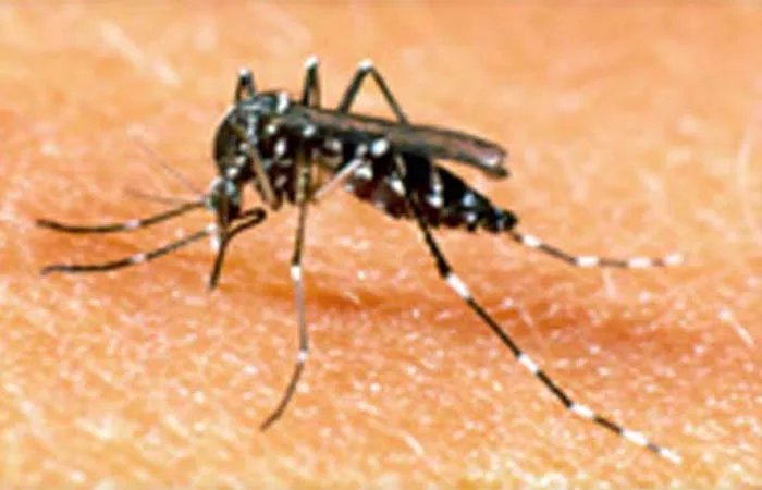 Vírus da febre amarela, como todo agente infeccioso, sofre mutação. Vacina é a única forma de se prevenir da doença