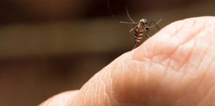 Focos de Aedes aegypti proliferam por toda a cidade. Vila Técnica Conceição é o bairro mais infestado