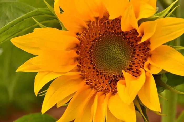 Para não dizer que não falamos de girassóis, livros e poesia