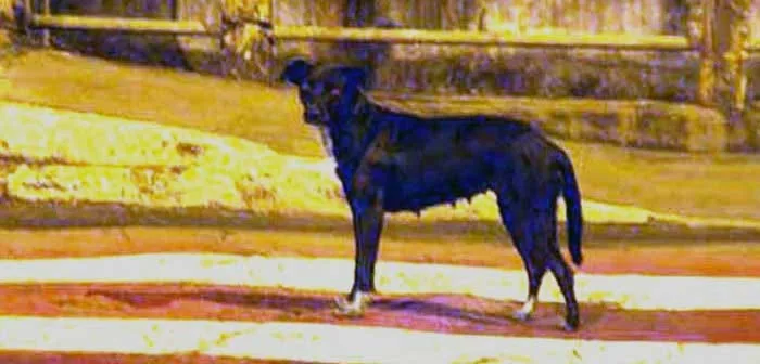 Dezembro tem campanha em Itabira contra abandono e maus-tratos de cães e gatos