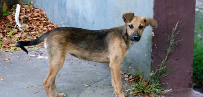 Prefeitura abre cadastro para castração de cães e gatos. Próximas cirurgias ocorrem na quinta e sexta-feira no Belacamp