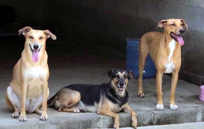 Eu amo cachorros. Adote um e faça bem a você mesmo