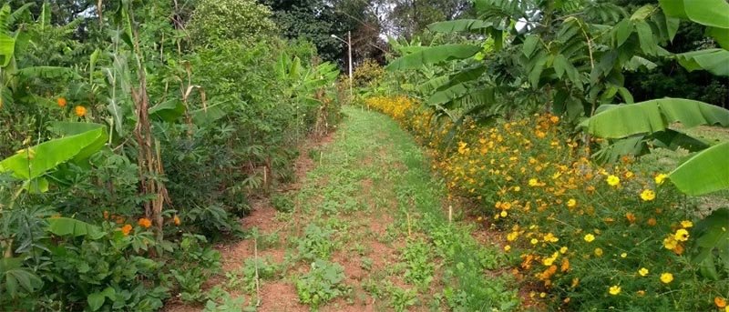 A guinada conservadora e a necessidade de reconstrução de uma agenda ambiental eficaz