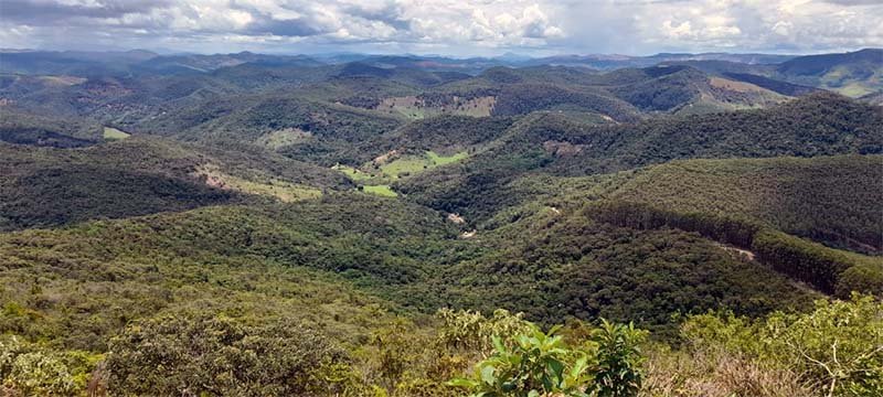 Florestas protegidas armazenam mais carbono