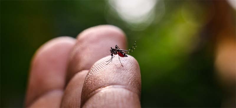 Itabira tem três mortes suspeitas de dengue, mais de 1,5 mil casos confirmados da doença, que pode também causar sequelas irreversíveis