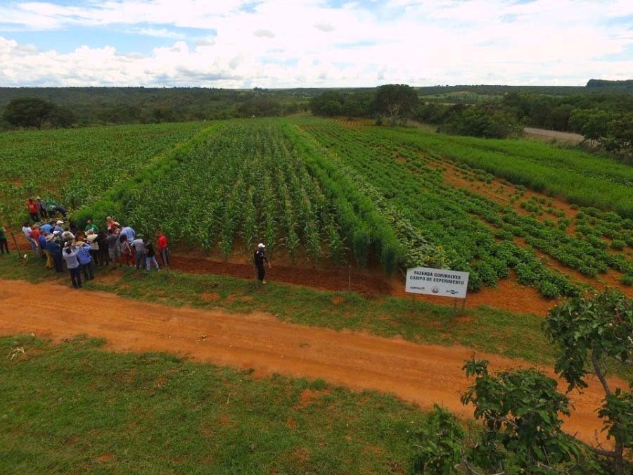 Estratégias agroecológicas para produção de alimentos saudáveis