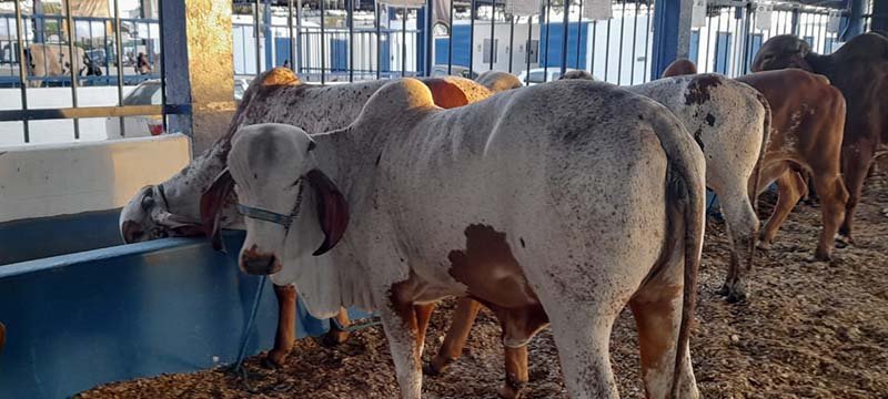 Não só shows musicais fazem o sucesso da 36ª Expoita, mas também a exposição de bovinos, equinos, bubalinos e até de uma exótica lhama