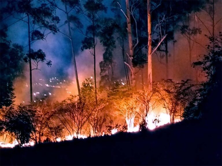 As consequências devastadoras do Brasil em chamas