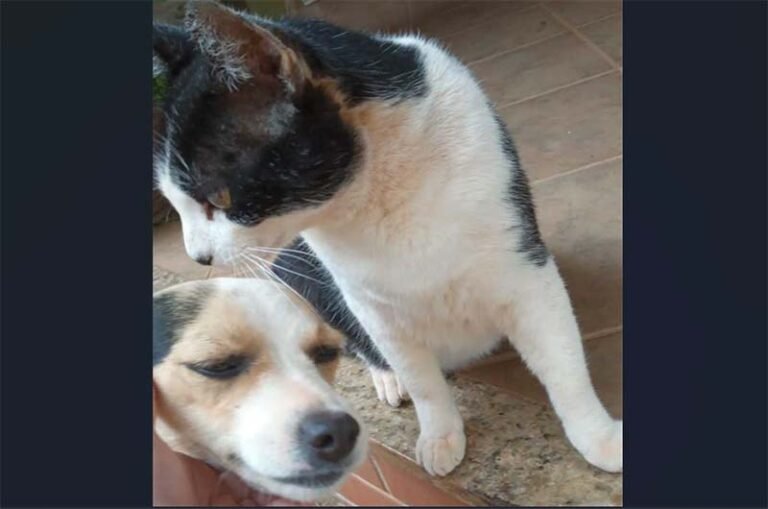 Não deixe a “raiva” contaminar o seu cão e gato. Leve-os para tomar a vacina antirrábica neste sábado (14)