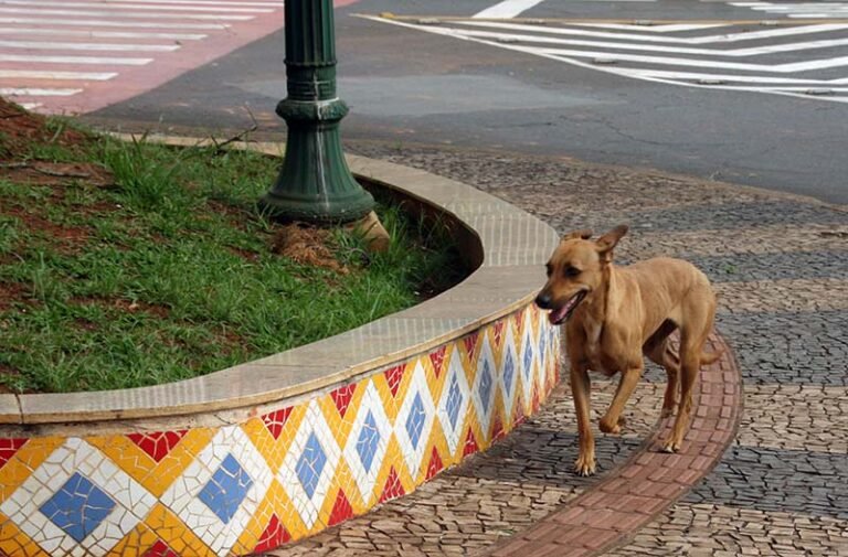 Neste sábado acontece em Itabira o segundo Dia D de vacinação antirrábica. Não deixe seu pet morrer de raiva e contaminar pessoas