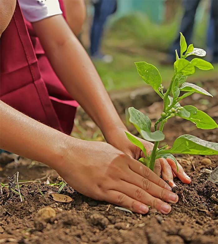 A importância da agroecologia na produção de alimentos sem agrotóxicos para o mercado interno