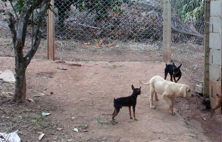 Chamada dos Bichos é lançada para apoiar protetores independentes da causa animal em Itabira, Santa Maria, Passabém e Itambé do Mato Dentro