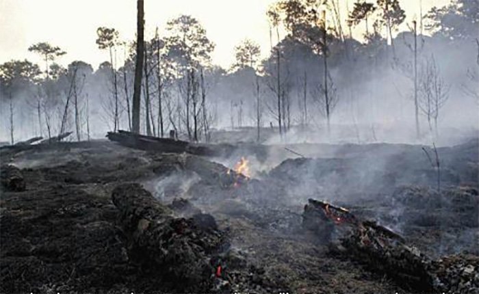 Impactos globais dos incêndios florestais e as mudanças climáticas