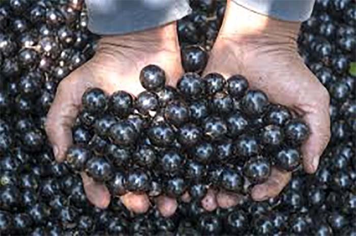 Tempo de jabuticaba