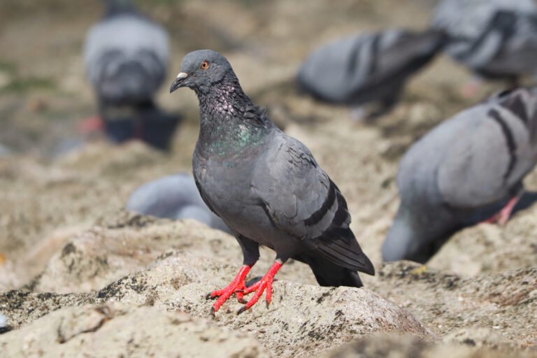 Pombas