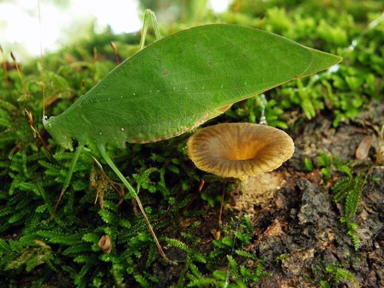 Por uma Declaração Universal dos Direitos da Natureza: reflexões para a ação