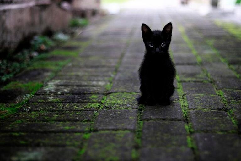 Sexta-feira 13: um folclore moderno a amedrontar os supersticiosos