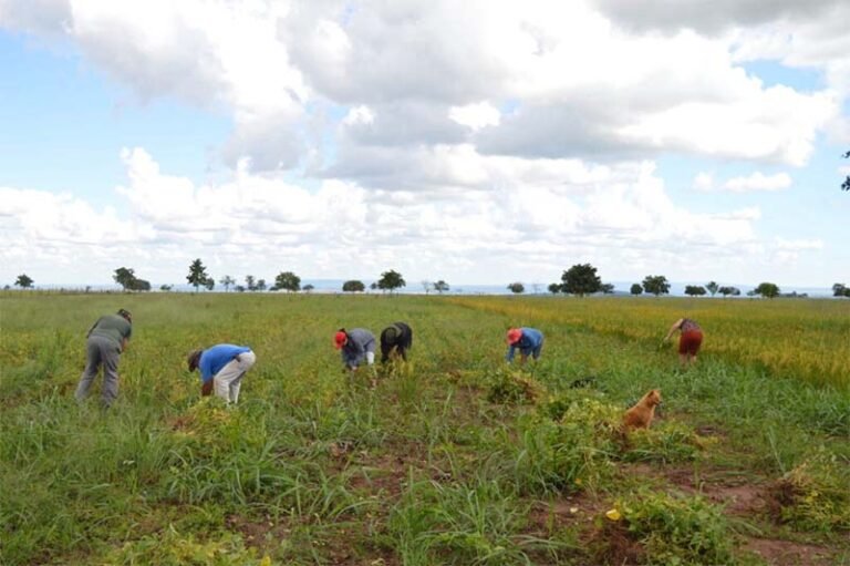 Comércio agrícola global, perda de biodiversidade e aumento do preço dos alimentos