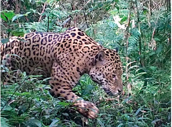 Assassinos de onças-pintadas: população de animais em floresta de SP cai 77% em uma década