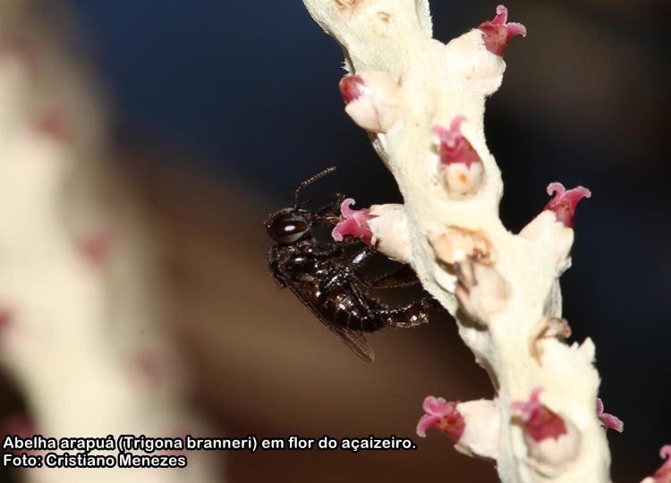 Perda de abelhas selvagens reduz a produtividade agrícola