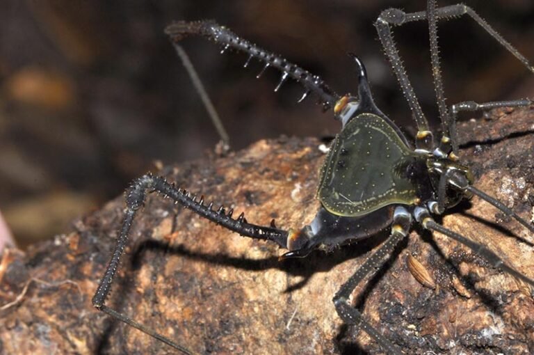 Nova espécie de aracnídeo é descoberta em Minas Gerais, no vale do Jequitinhonha