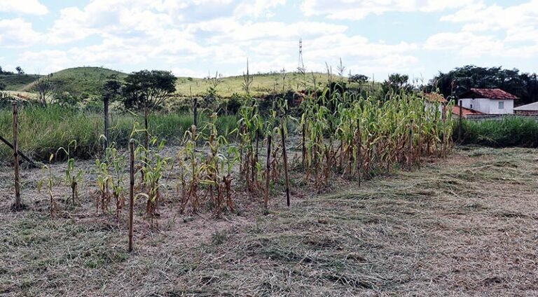 Itabira transforma resíduos do tratamento de esgoto em insumo agrícola