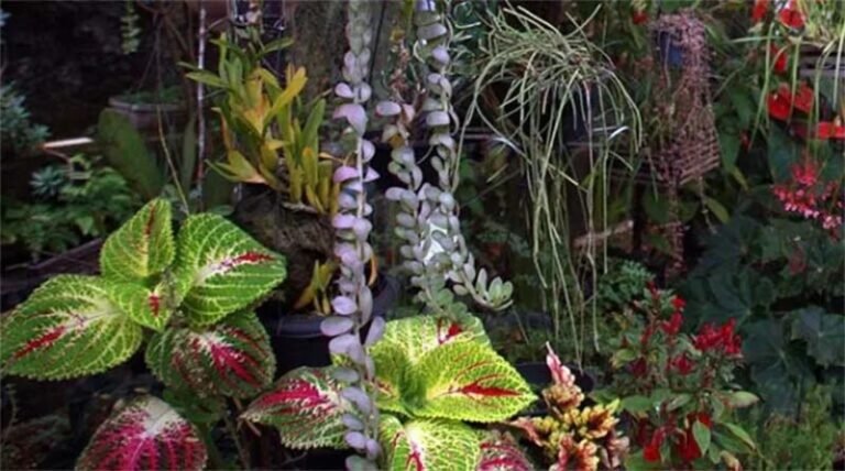 Paisagismo brasileiro e biodiversidade: o impacto das espécies exóticas e a urgência do uso de plantas nativas