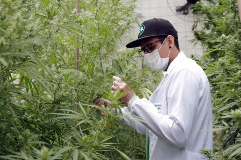O potencial bilionário da cannabis no Brasil