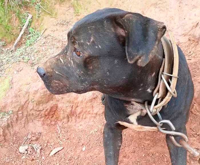 Nova lei estadual proíbe acorrentamento rotineiro de animais e prevê multa de até R$ 5 mil