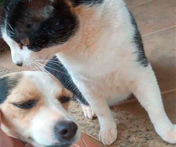 Itabira inicia cadastro para o primeiro mutirão de castração animal em 2025