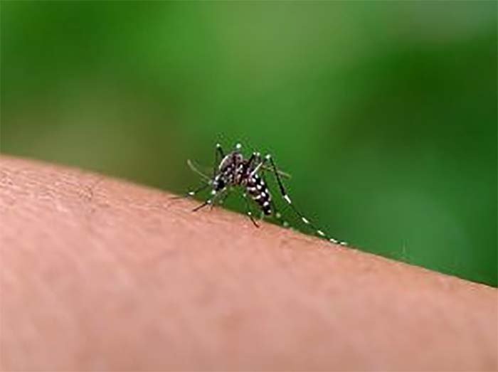 Vacina contra chikungunya reforça importância da testagem para diferenciar infecções por arboviroses