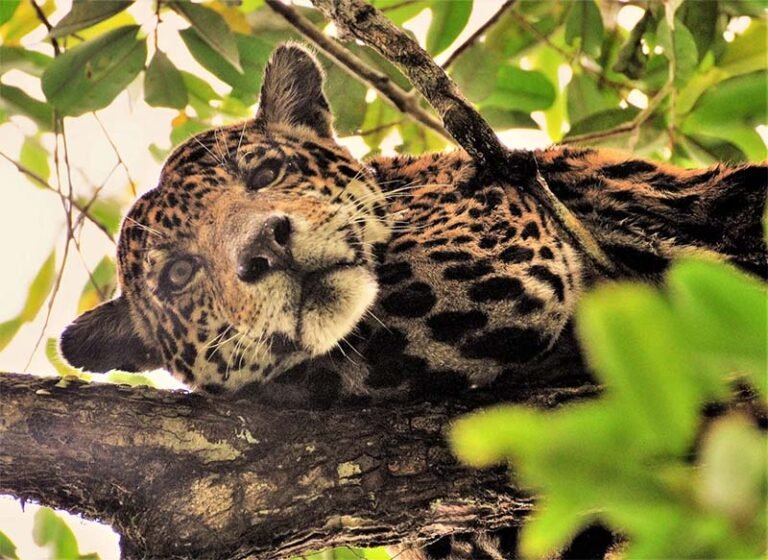 Áreas protegidas da Amazônia protegem onças-pintadas