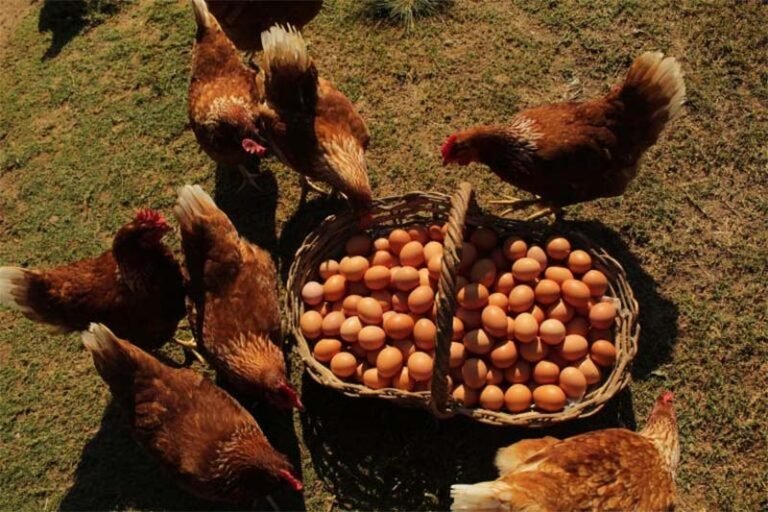 Alta nos preços e exportações agrava indisponibilidade de ovos no mercado interno