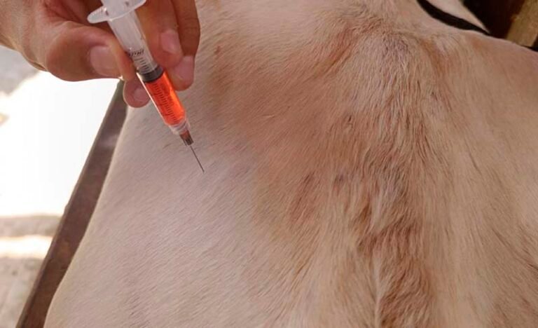 Raiva bovina em Itabira: especialistas recomendam antecipação da vacinação antirrábica para conter focos da doença