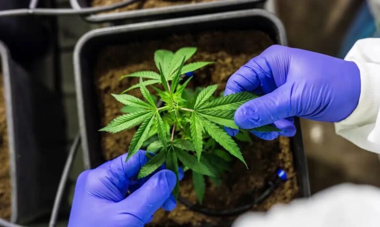Legalização da cannabis reduz consumo abusivo, mostra pesquisa