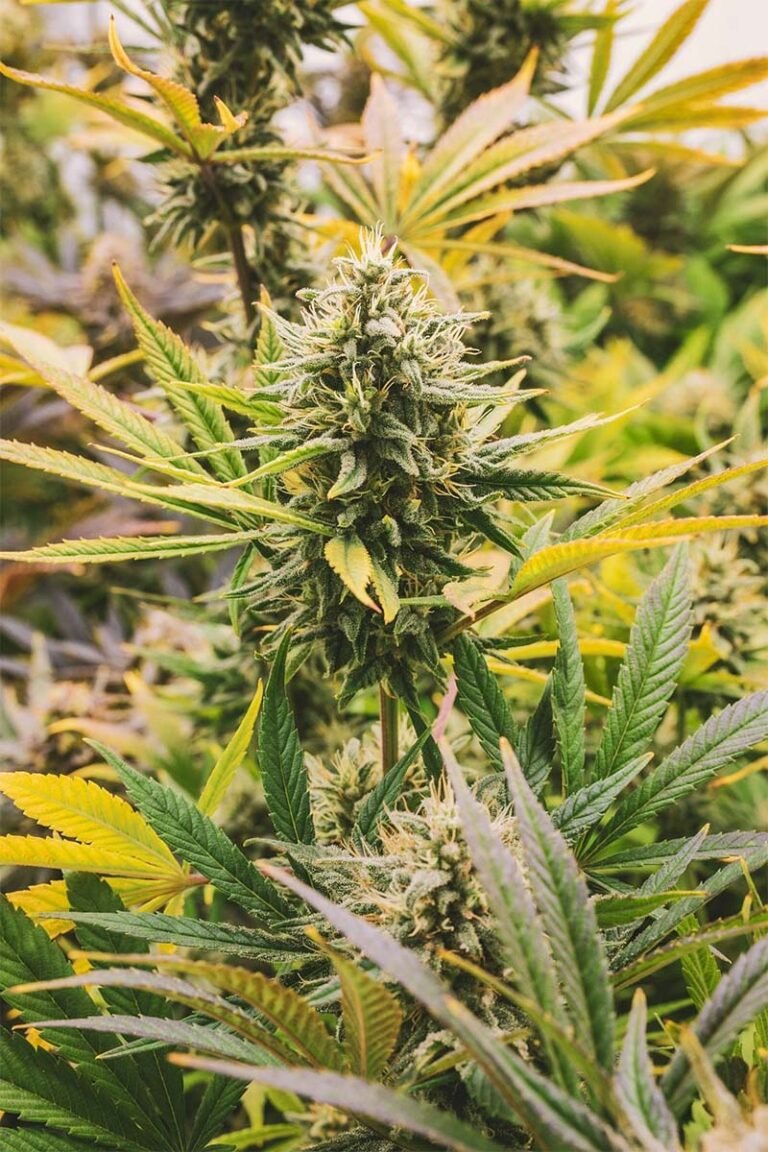 Governo adia regulamentação da cannabis para ampliar debate e incluir plano de ação