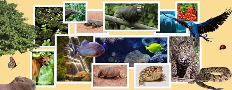Perda da biodiversidade pode afetar futuro da pesquisa médica