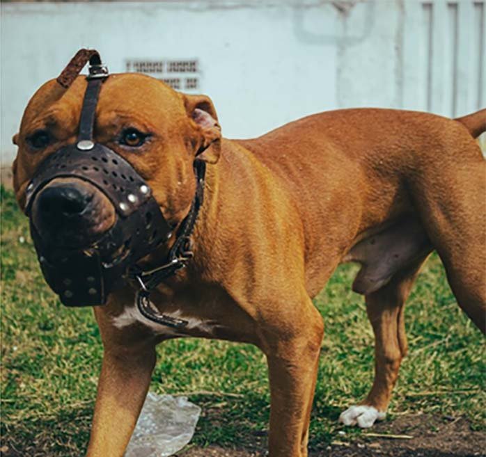 Prefeitura de Itabira envia à Câmara projeto de lei que proíbe reprodução de cães ferozes no município