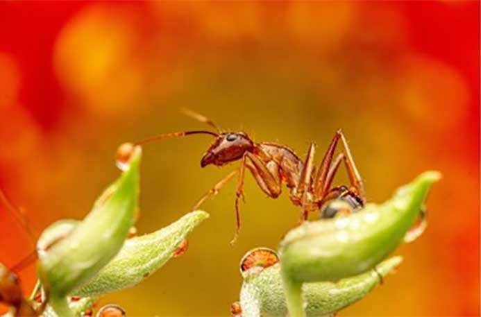 Bactérias associadas a insetos podem ser ferramenta para agricultura sustentável