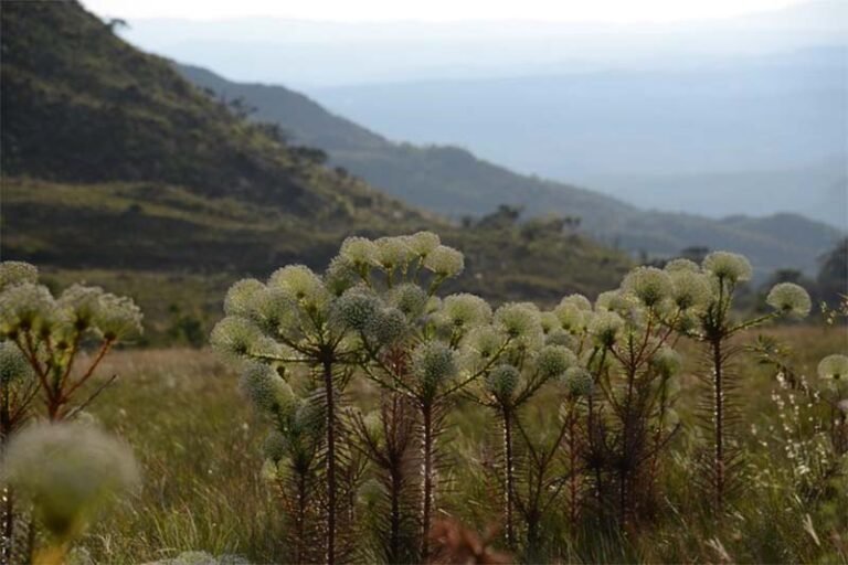 Mudanças climáticas ameaçam biodiversidade dos campos rupestres brasileiros, aponta estudo da UFMG