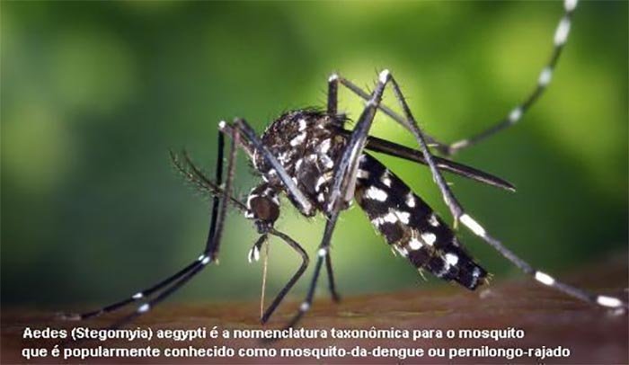 Mudança climática deve impulsionar epidemia de dengue no Brasil e países vizinhos