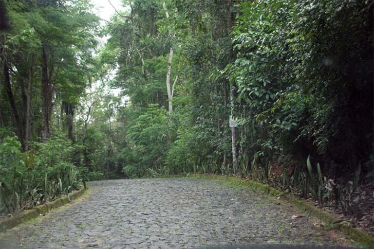 Semana da Árvore é celebrada com plantio de mudas pelo programa Itabira Mais Verde, que quer tirar a cidade do mapa das menos arborizadas do país