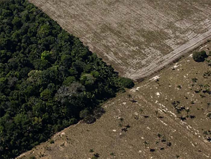 Fim da moratória da soja ameaça indígenas, enquanto ministério foca em demarcações e COP30